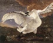 ASSELYN, Jan The Threatened Swan oil painting